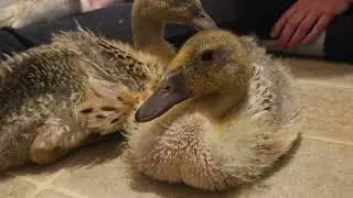 More Feathers, Less Fluff | Week 4 Welsh Harlequin Ducklings