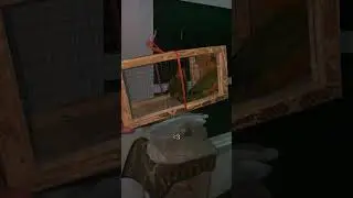 New entry #haaviary #birds #parrot #hobby #love #youtubeshorts #pets
