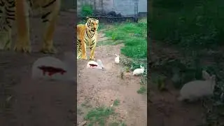 tiger real attack rabbit #tiger #wildlife #shorts