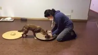 See Saw cymbal push/noise