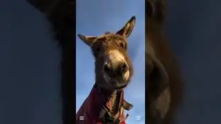 ya mera dost ha #mememasters #comedy #shortvideo #shorts