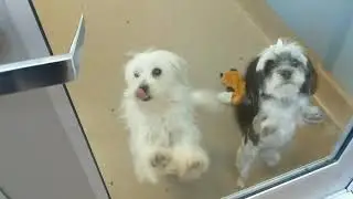 Thank you for your support, Animal Friends!