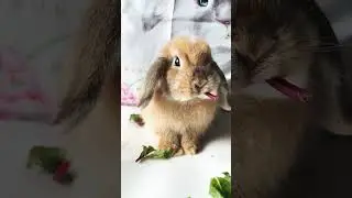 Cute Bunny Rabbit 🐰 #shorts #rabbit #bunny #funny #khargosh