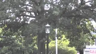 Quercus Imbricaria Shingle Oak