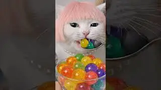 😸 Cat and Baby Shark ASMR FOOD challenge😸eating sounds🎧 |  #shorts #asmr #cat #tralalerito