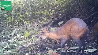 Red-Flanked Duiker with a Mouthful
