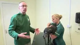 Pet Care Tips- How to examine a dog's mouth
