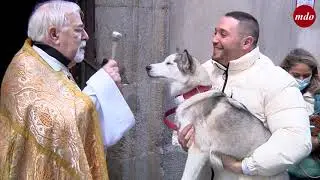 Madrid celebra la tradicional bendición de animales en la Parroquia de San Antón