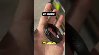 Snake Bracelet Prank Gone Wrong! 😂 #shorts