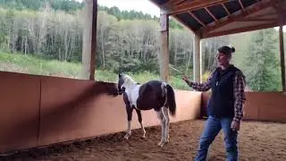 How to train a weanling to tie