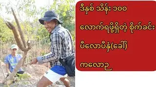 ဈေးကောင်းရပြီး စိုက်ရလွယ်တဲ့ ပီလောပီနှံ့ဉ စိုက်ရင်း ဉတူးပြီးစားကြမယ်