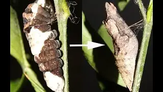 Giant swallowtail pupating