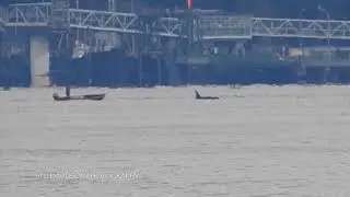 SRKW K-Pod+ in Puget Sound - Dec. 3rd, 2017