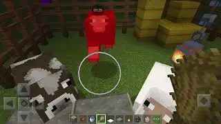 Meu novo pet gerosvaldo
