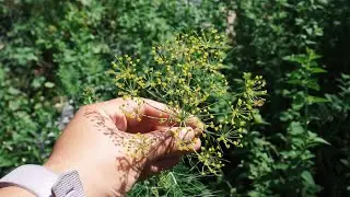 Drying Coriander and Dill Seeds from My Garden | Homemade Spices