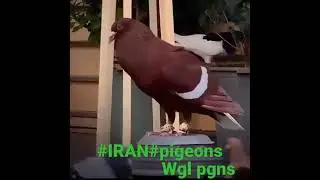 #iran #pigeons #shorts