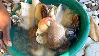 Gade tout Lanbi  yo bay pou 250 dola Ayisyen:   Me bon jan Lanbi Haiti