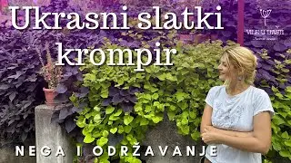 Ukrasni Slatki Krompir🌿- Sve Šta Treba Da Znate🪴🌞