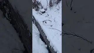 Птахи #birdwatch #birdwatching #birdphotography #птахи #birds #birdlovers #birdlove #nature #winter