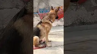 German shepherd danger dog#dog#dogs#pets