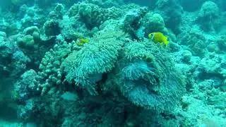 I Found Nemo in the Maldives!