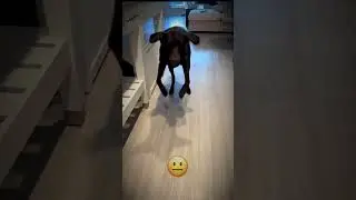 Intimidating Dogs 😊😈