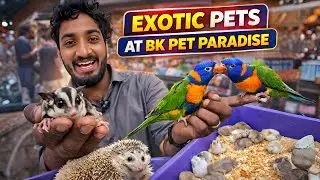 Mannady Pet Market 🔥 Exotic Pets + Rare Animals | BK Pets Paradise Chennai #pets #hamster #petmarket