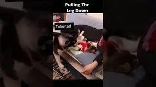 Funny Dog Pulls Puppy Off Couch!!🐕 | #viral #funny #youtubeshorts #shorts Click here👇👇