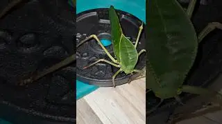 Sauterelle g&eacute;ante! l&rsquo;explication? #insectes #animaux #musculation #nacfamily #rock_n_insectes