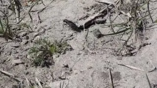 Tiger Beetle (Carabidae: Cicindela purpurea) Hunting