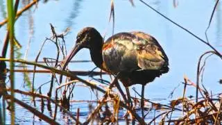 The wonders of Savannah NWR
