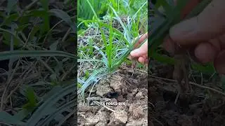 The Miracle Weed Hiding in Your Backyard 🌿