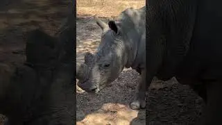 Следы двух разных видов носорогов на острове Имире легко различимы! 🦏🌍