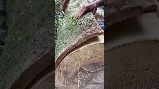 How Cinnamon Is Really Harvested