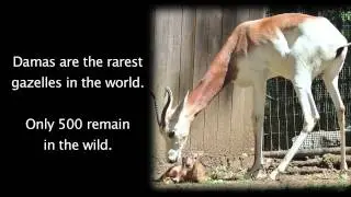 Dama Gazelle Calves Stotting at Smithsonian Conservation Biology Institute