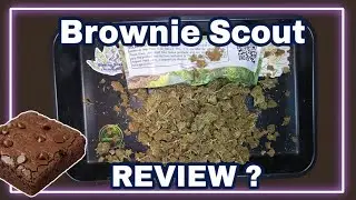 THCA Small Buds - Brownie Scout Review