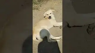 Dog Sleep Video #shorts #dog #dogs #sleep #video #puppy #dogshorts #doggie #best #love #funny #fyp