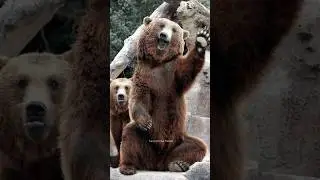 Смешные медведи🐻 Самые смешные видео с животными | Попробуй не засмеяться #75 #смешныеживотные #ш...