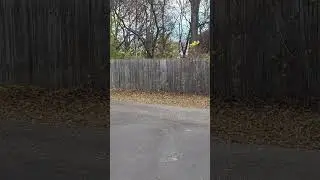 Squirrel runs across the fence