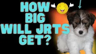 How Big Do Jack Russell Terriers Get? 🐶[ Sizing, Growth, Weight, and Height Of JRTS+ Tips)🐶