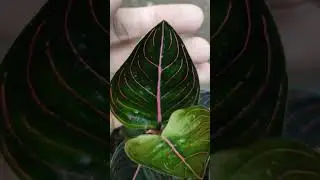 Aglaonema Red Rotundum Ornamental Plants #aglaonema #ornamentalplants #rotundum #plantslover #plants