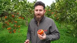 Arancia Rossa di Sicilia IGP: Il valore scientifico dell&rsquo;unicit&agrave;