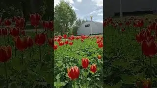 Flowers in June month ☺️!Beauty! #garden #flowers #plants