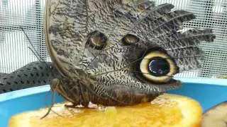 butterfly eating orange
