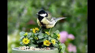Identifying Garden Birds UK (Online Science Sessions)
