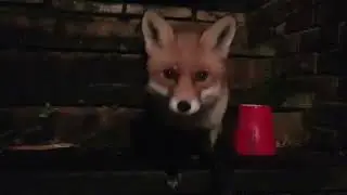 Cute Fox Wants To Play At Night 🦊🦊💜💜💜Hungry Fox
