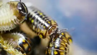 Glomeris ornata