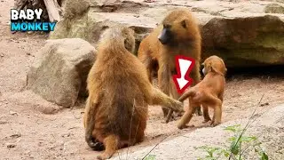Mom Controlling Little Active Baby Monkey