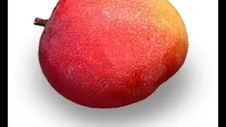 Mangoes Are Ripe!! Comparing the Haden with the Tommy Atkins