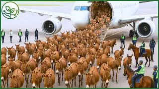 How 8 Million Live Donkeys Are Transported Across Continents Each Year | AGROFORESTRY TECH